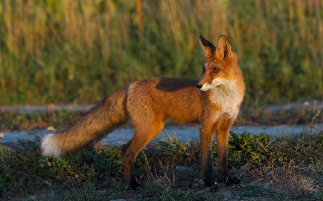 Les animaux comme détecteurs paranormaux : histoires fascinantes
