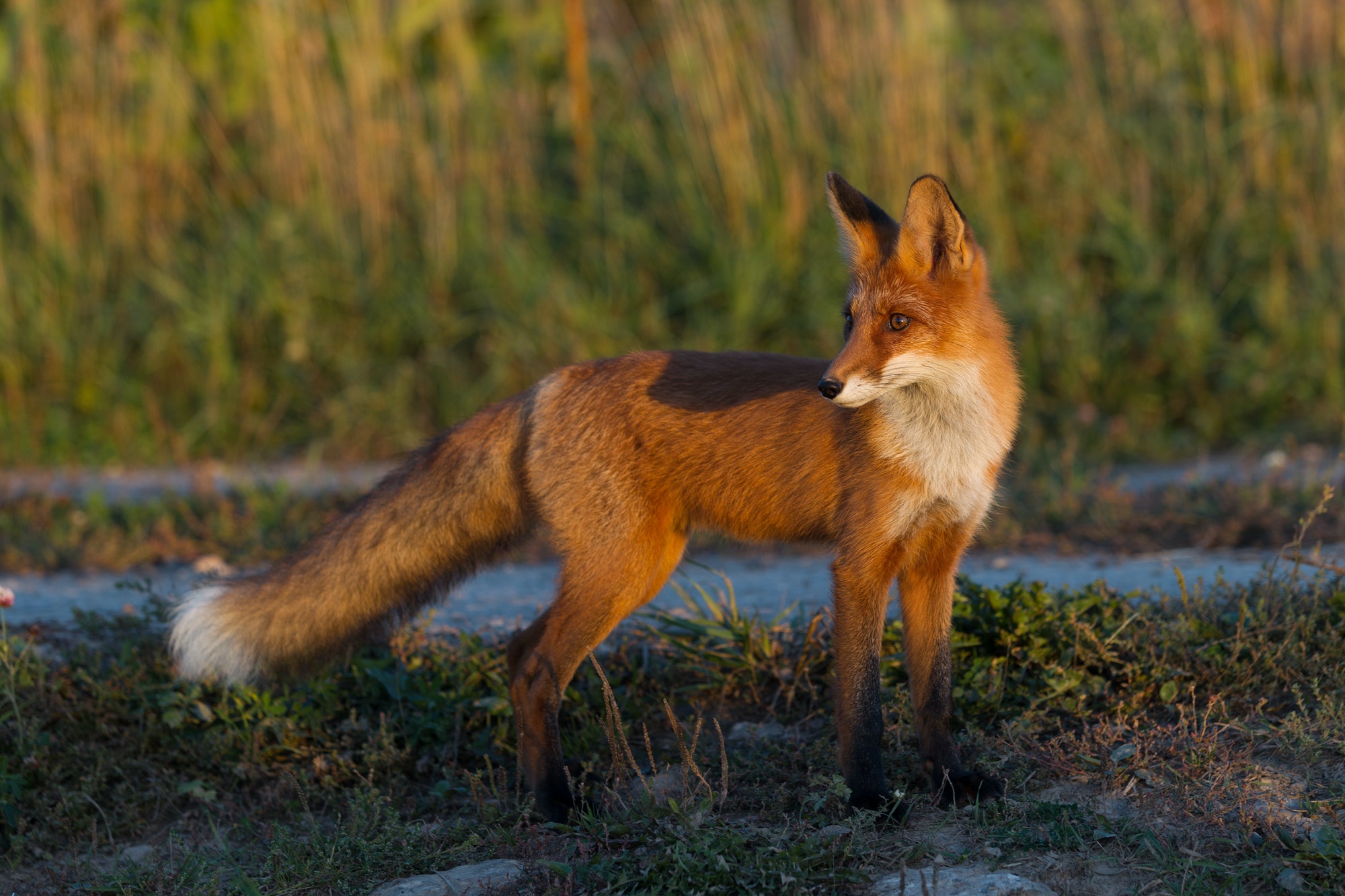 Cute young fox cub on the grass background. One. Evening light. Wild nature. Animals.