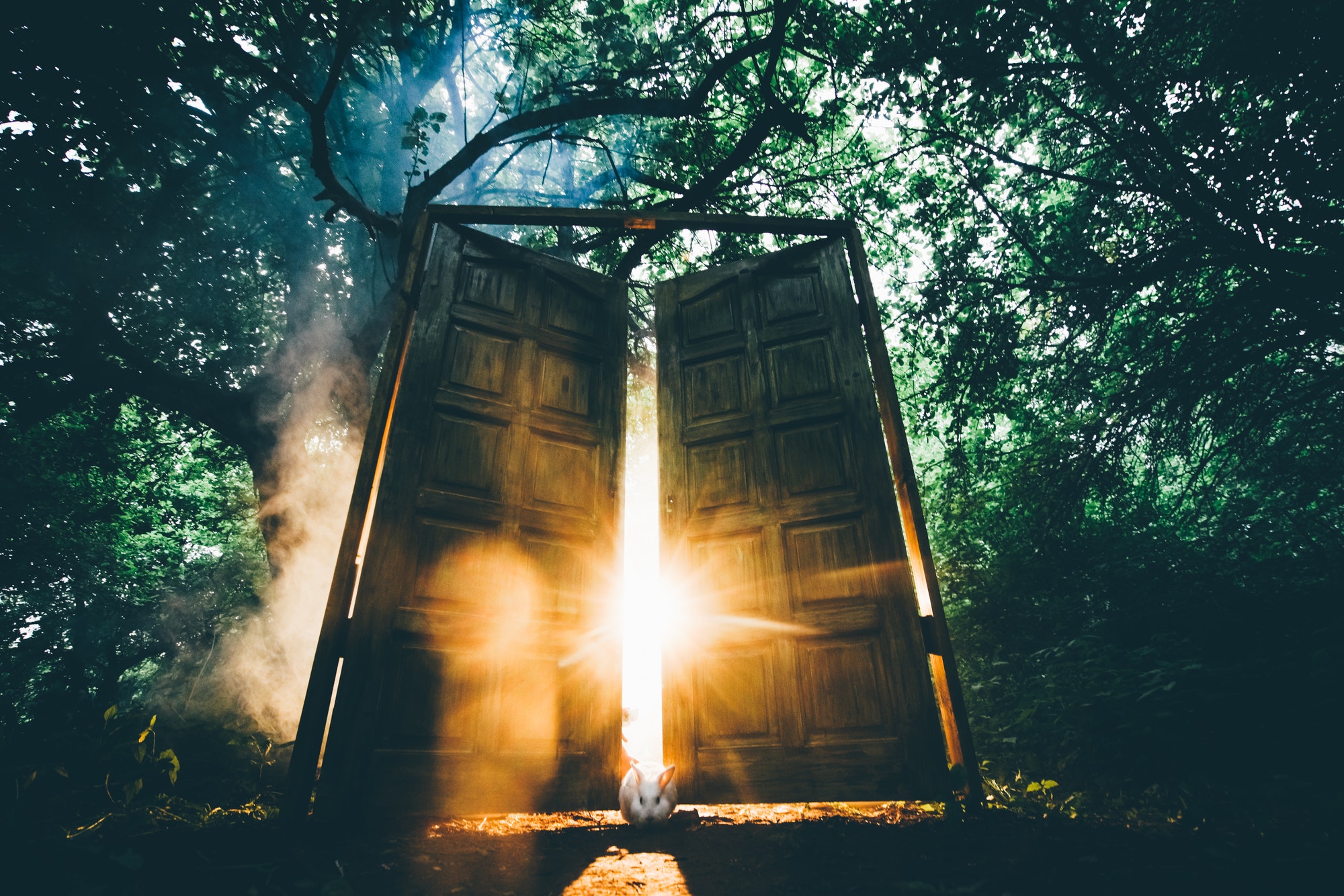 The fairytale door with back light in the mystic forest.